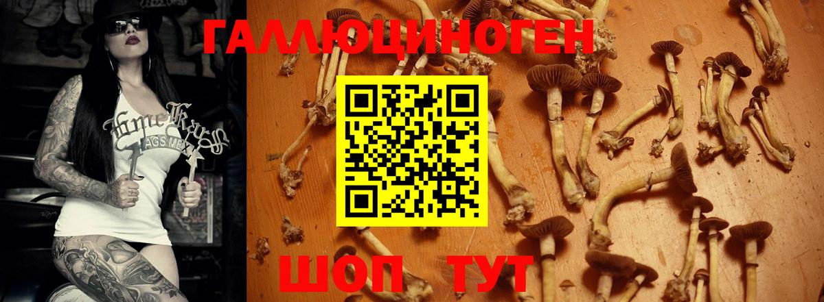 Галлюциногенные грибы Psilocybine cubensis  Галлюциногенные грибы GOLDEN TEACHER  Советская Гавань 